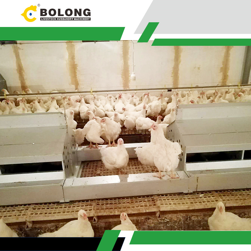 Revolutionize Poultry Farming with Bolong Automated Egg Harvester!